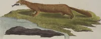 An illustration from (Tafelband 1): Theil 1 - 3 und Supplement 1 u. 2: Taf. I - CLXV (1775)