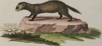 An illustration from (Tafelband 1): Theil 1 - 3 und Supplement 1 u. 2: Taf. I - CLXV (1775)