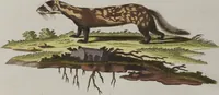 An illustration from (Tafelband 1): Theil 1 - 3 und Supplement 1 u. 2: Taf. I - CLXV (1775)