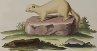 An illustration from (Tafelband 1): Theil 1 - 3 und Supplement 1 u. 2: Taf. I - CLXV (1775)