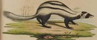 An illustration from (Tafelband 1): Theil 1 - 3 und Supplement 1 u. 2: Taf. I - CLXV (1775)