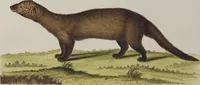 An illustration from (Tafelband 1): Theil 1 - 3 und Supplement 1 u. 2: Taf. I - CLXV (1775)