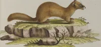 An illustration from (Tafelband 1): Theil 1 - 3 und Supplement 1 u. 2: Taf. I - CLXV (1775)