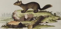 An illustration from (Tafelband 1): Theil 1 - 3 und Supplement 1 u. 2: Taf. I - CLXV (1775)