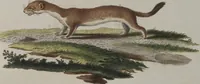 An illustration from (Tafelband 1): Theil 1 - 3 und Supplement 1 u. 2: Taf. I - CLXV (1775)