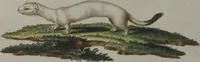 An illustration from (Tafelband 1): Theil 1 - 3 und Supplement 1 u. 2: Taf. I - CLXV (1775)