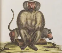 An illustration from (Tafelband 1): Theil 1 - 3 und Supplement 1 u. 2: Taf. I - CLXV (1775)