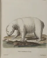 An illustration from (Tafelband 1): Theil 1 - 3 und Supplement 1 u. 2: Taf. I - CLXV (1775)