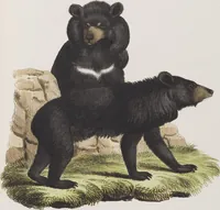 An illustration from (Tafelband 1): Theil 1 - 3 und Supplement 1 u. 2: Taf. I - CLXV (1775)