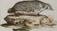 An illustration from (Tafelband 1): Theil 1 - 3 und Supplement 1 u. 2: Taf. I - CLXV (1775)