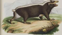 An illustration from (Tafelband 1): Theil 1 - 3 und Supplement 1 u. 2: Taf. I - CLXV (1775)
