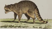 An illustration from (Tafelband 1): Theil 1 - 3 und Supplement 1 u. 2: Taf. I - CLXV (1775)