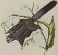 An illustration from (Tafelband 1): Theil 1 - 3 und Supplement 1 u. 2: Taf. I - CLXV (1775)