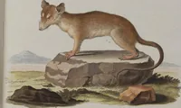 An illustration from (Tafelband 1): Theil 1 - 3 und Supplement 1 u. 2: Taf. I - CLXV (1775)