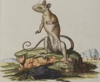 An illustration from (Tafelband 1): Theil 1 - 3 und Supplement 1 u. 2: Taf. I - CLXV (1775)