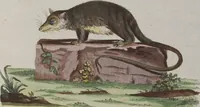 An illustration from (Tafelband 1): Theil 1 - 3 und Supplement 1 u. 2: Taf. I - CLXV (1775)