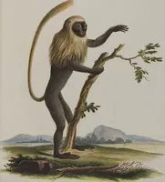 An illustration from (Tafelband 1): Theil 1 - 3 und Supplement 1 u. 2: Taf. I - CLXV (1775)