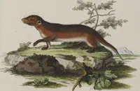 An illustration from (Tafelband 1): Theil 1 - 3 und Supplement 1 u. 2: Taf. I - CLXV (1775)