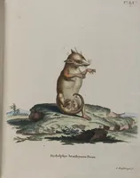 An illustration from (Tafelband 1): Theil 1 - 3 und Supplement 1 u. 2: Taf. I - CLXV (1775)
