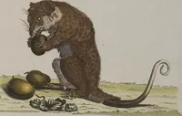 An illustration from (Tafelband 1): Theil 1 - 3 und Supplement 1 u. 2: Taf. I - CLXV (1775)