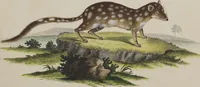 An illustration from (Tafelband 1): Theil 1 - 3 und Supplement 1 u. 2: Taf. I - CLXV (1775)