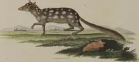 An illustration from (Tafelband 1): Theil 1 - 3 und Supplement 1 u. 2: Taf. I - CLXV (1775)