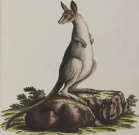 An illustration from (Tafelband 1): Theil 1 - 3 und Supplement 1 u. 2: Taf. I - CLXV (1775)