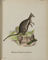 An illustration from (Tafelband 1): Theil 1 - 3 und Supplement 1 u. 2: Taf. I - CLXV (1775)