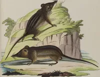 An illustration from (Tafelband 1): Theil 1 - 3 und Supplement 1 u. 2: Taf. I - CLXV (1775)