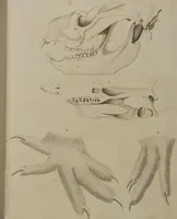 An illustration from (Tafelband 1): Theil 1 - 3 und Supplement 1 u. 2: Taf. I - CLXV (1775)