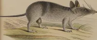 An illustration from (Tafelband 1): Theil 1 - 3 und Supplement 1 u. 2: Taf. I - CLXV (1775)