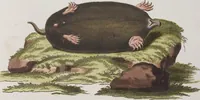 An illustration from (Tafelband 1): Theil 1 - 3 und Supplement 1 u. 2: Taf. I - CLXV (1775)