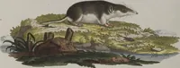 An illustration from (Tafelband 1): Theil 1 - 3 und Supplement 1 u. 2: Taf. I - CLXV (1775)