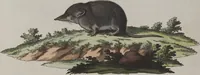 An illustration from (Tafelband 1): Theil 1 - 3 und Supplement 1 u. 2: Taf. I - CLXV (1775)