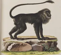 An illustration from (Tafelband 1): Theil 1 - 3 und Supplement 1 u. 2: Taf. I - CLXV (1775)
