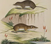 An illustration from (Tafelband 1): Theil 1 - 3 und Supplement 1 u. 2: Taf. I - CLXV (1775)