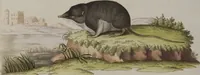 An illustration from (Tafelband 1): Theil 1 - 3 und Supplement 1 u. 2: Taf. I - CLXV (1775)