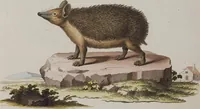 An illustration from (Tafelband 1): Theil 1 - 3 und Supplement 1 u. 2: Taf. I - CLXV (1775)