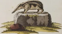 An illustration from (Tafelband 1): Theil 1 - 3 und Supplement 1 u. 2: Taf. I - CLXV (1775)