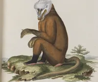 An illustration from (Tafelband 1): Theil 1 - 3 und Supplement 1 u. 2: Taf. I - CLXV (1775)