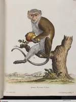 An illustration from (Tafelband 1): Theil 1 - 3 und Supplement 1 u. 2: Taf. I - CLXV (1775)