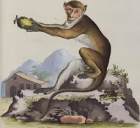 An illustration from (Tafelband 1): Theil 1 - 3 und Supplement 1 u. 2: Taf. I - CLXV (1775)