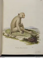 An illustration from (Tafelband 1): Theil 1 - 3 und Supplement 1 u. 2: Taf. I - CLXV (1775)