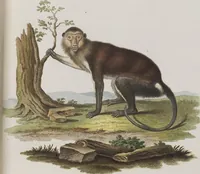 An illustration from (Tafelband 1): Theil 1 - 3 und Supplement 1 u. 2: Taf. I - CLXV (1775)