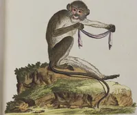 An illustration from (Tafelband 1): Theil 1 - 3 und Supplement 1 u. 2: Taf. I - CLXV (1775)