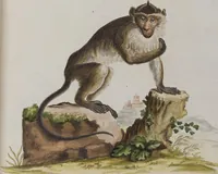 An illustration from (Tafelband 1): Theil 1 - 3 und Supplement 1 u. 2: Taf. I - CLXV (1775)
