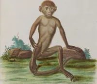 An illustration from (Tafelband 1): Theil 1 - 3 und Supplement 1 u. 2: Taf. I - CLXV (1775)