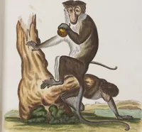 An illustration from (Tafelband 1): Theil 1 - 3 und Supplement 1 u. 2: Taf. I - CLXV (1775)