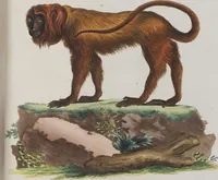 An illustration from (Tafelband 1): Theil 1 - 3 und Supplement 1 u. 2: Taf. I - CLXV (1775)