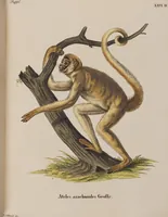 An illustration from (Tafelband 1): Theil 1 - 3 und Supplement 1 u. 2: Taf. I - CLXV (1775)